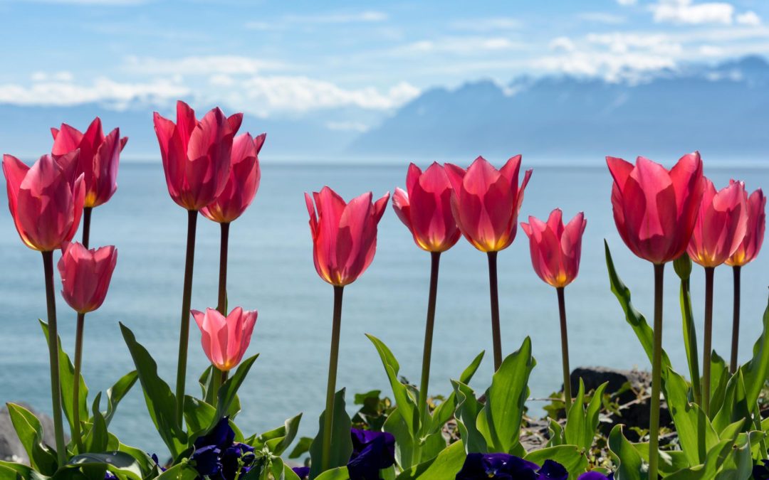 La fête de la tulipe