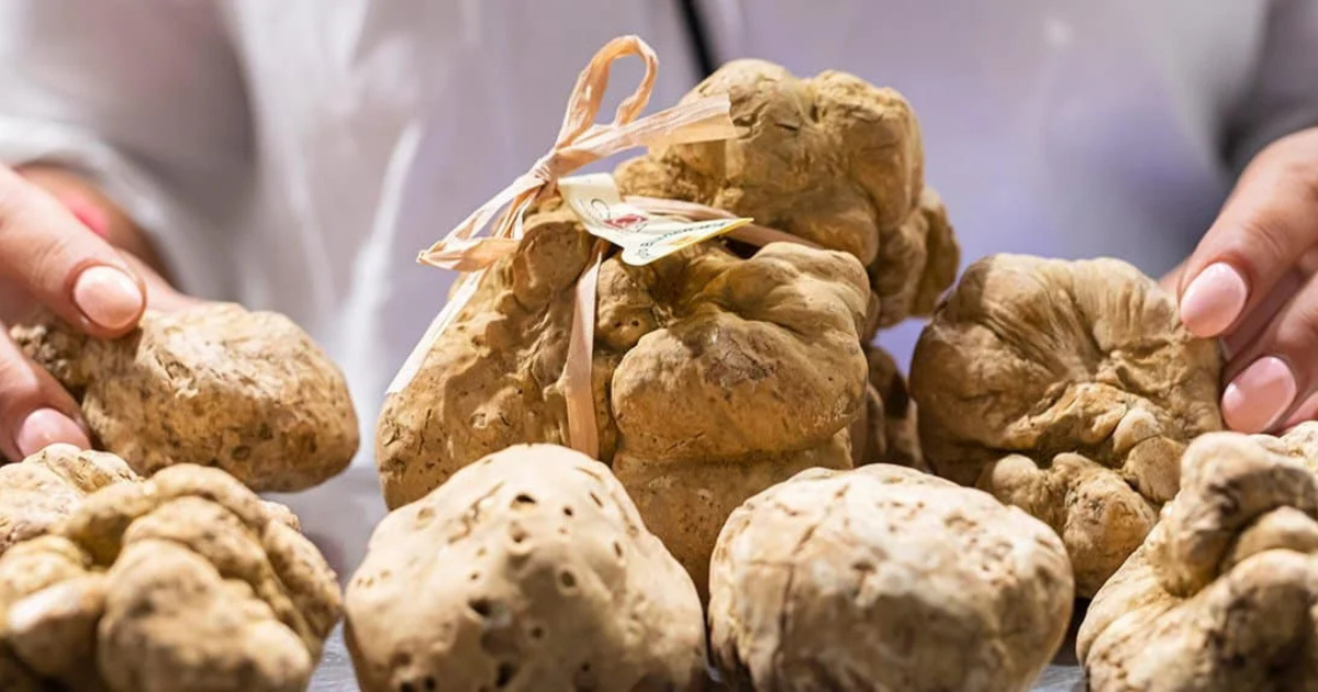 LA TRUFFE D'ITALIE